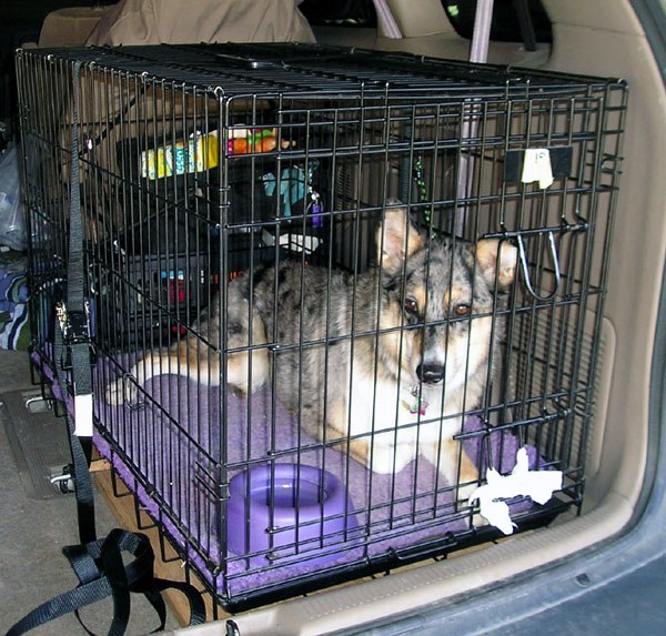 Dog inside a wire crate secured in a vehicle cargo area