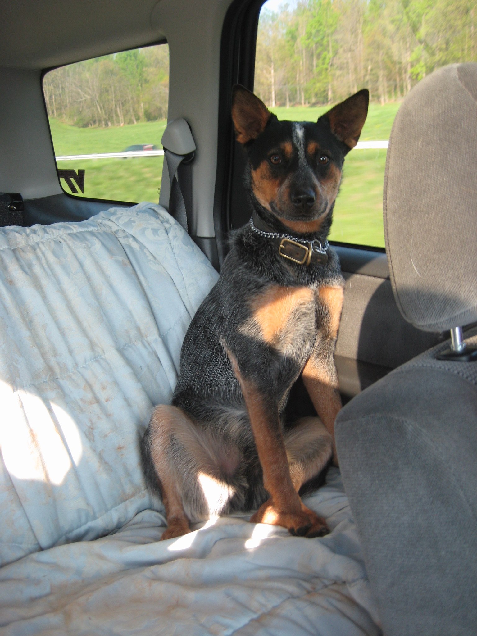 Dog sitting on the back seat of a car, looking out the window