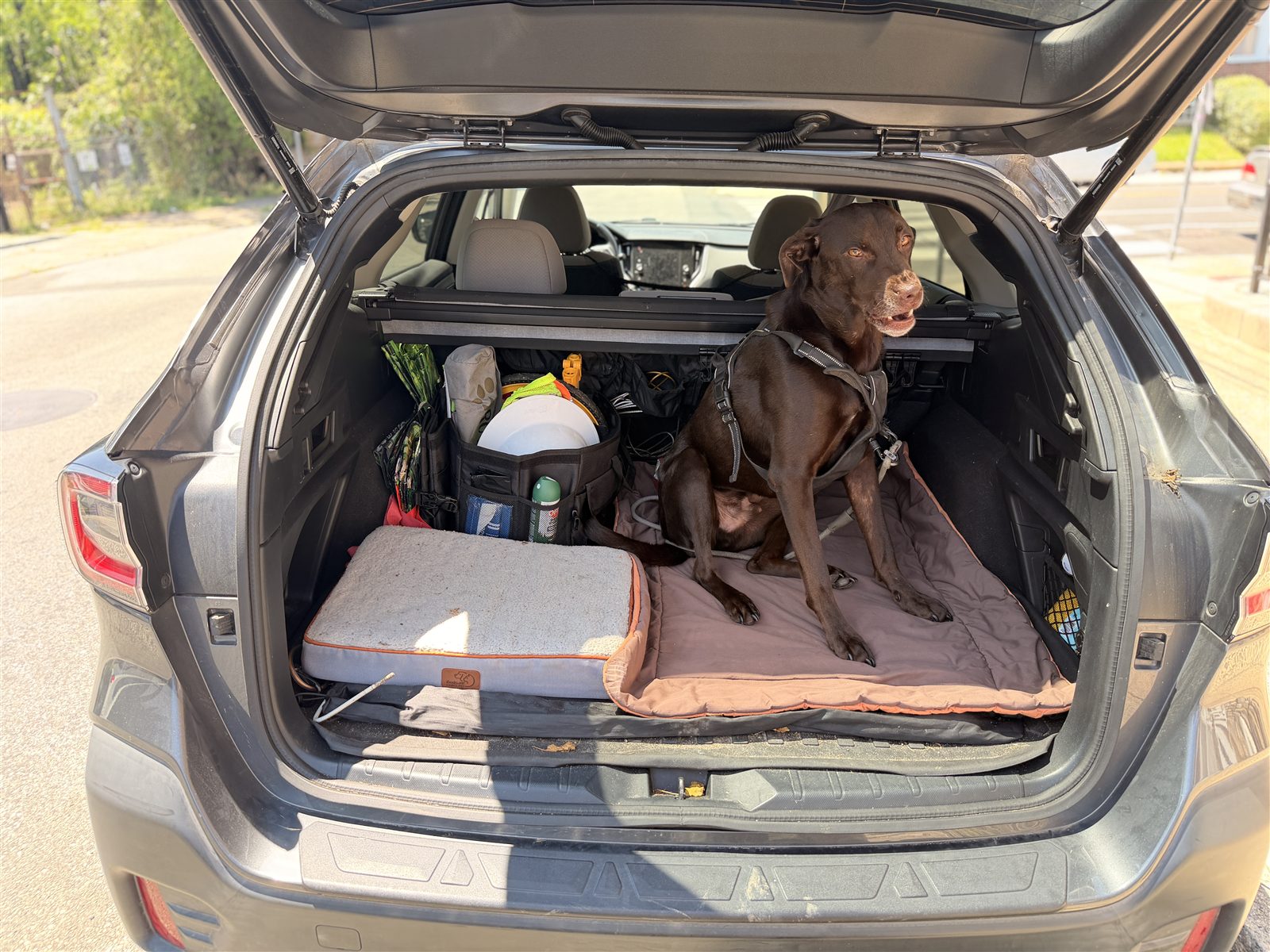 Labrador Retriever in Subaru Outback cargo area