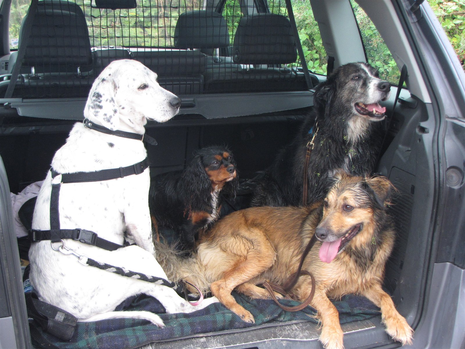 Four dogs riding behind a metal cargo barrier in a vehicle