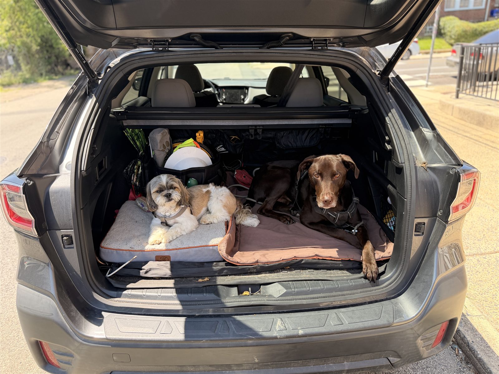 Small dog and large dog together in a Subaru Outback cargo area