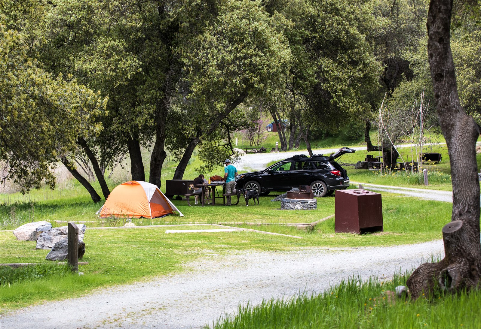 Subaru Outback parked at a campsite with a tent and dogs nearby